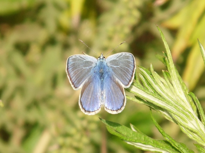 Lepidotteri del Parco del Roccolo